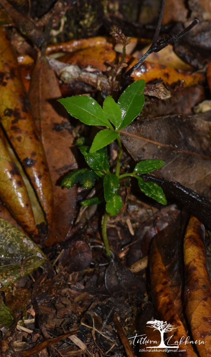 Melicope lunu-ankenda (Gaertn.) T.G.Hartley